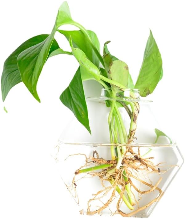 Recipiente de terrario de plantas de vidro para pendurar na